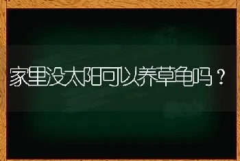 边牧蓝眼睛的好还是黑眼珠的好？