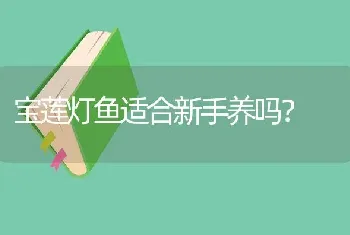 宝莲灯鱼适合新手养吗？