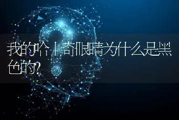 我的哈士奇眼睛为什么是黑色的？