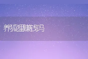 养狐狸赚钱吗