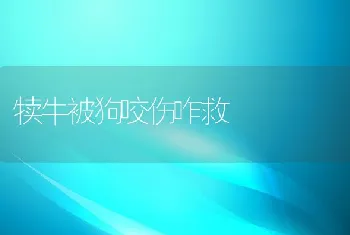 犊牛被狗咬伤咋救