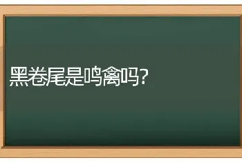 什么变色龙最温顺最听话？