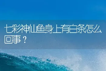 七彩神仙鱼身上有白条怎么回事？