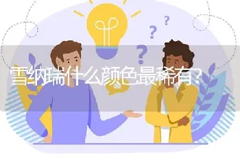 雪纳瑞什么颜色最稀有？