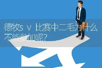 德牧sv比赛中二毛为什么不能参加呢？