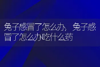 兔子感冒了怎么办，兔子感冒了怎么办吃什么药