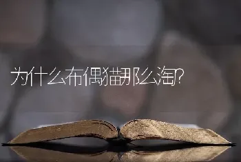 为什么布偶猫那么淘？