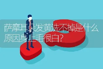 萨摩耳朵发黄洗不掉是什么原因身上毛很白？