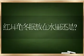 红耳龟冬眠放在水里还是？