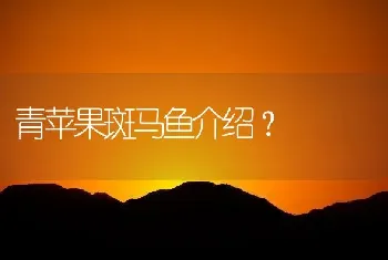 青苹果斑马鱼介绍？