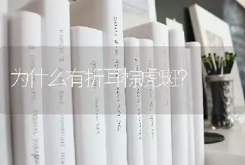 边牧棕色是纯种吗？