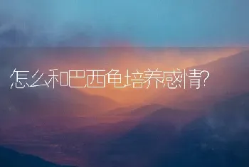 泰迪喜欢玩什么？