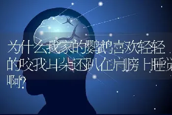 为什么我家的鹦鹉喜欢轻轻的咬我耳朵还趴在肩膀上睡觉啊？