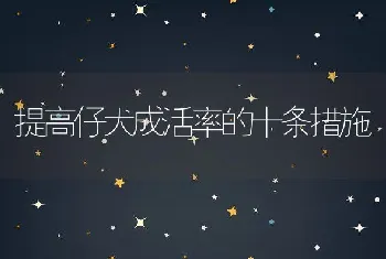 提高仔犬成活率的十条措施