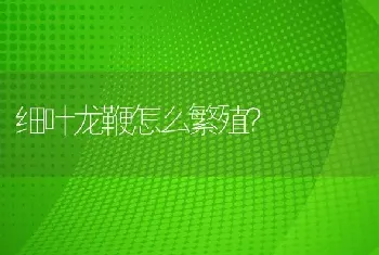 财神鱼接吻是什么原因？