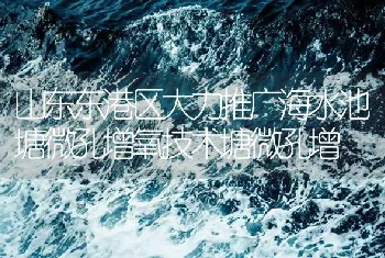 山东东港区大力推广海水池塘微孔增氧技术塘微孔增