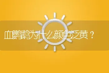 血鹦鹉为什么颜色泛黄？