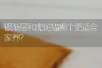 银渐层和虎斑猫哪个更适合家养？