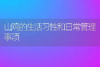 山鸡的生活习性和日常管理事项