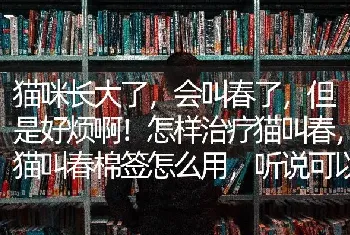 猫咪长大了，会叫春了，但是好烦啊！怎样治疗猫叫春，猫叫春棉签怎么用，听说可以用的？