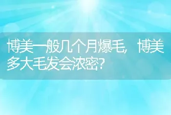 博美一般几个月爆毛，博美多大毛发会浓密？