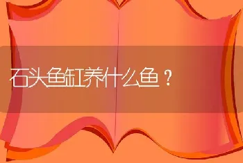 石头鱼缸养什么鱼？