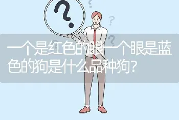 一个是红色的眼一个眼是蓝色的狗是什么品种狗？