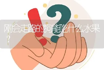 刚会走路的狗能吃什么水果？