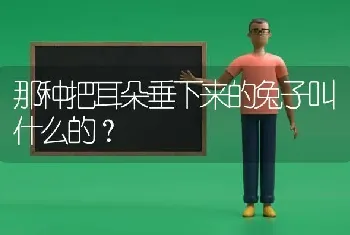 那种把耳朵垂下来的兔子叫什么的？