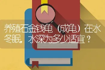 养殖石金钱龟（成龟）在水冬眠，水深为多少适宜？