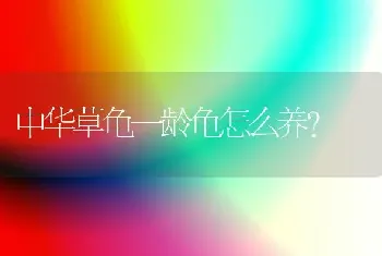 中华草龟一龄龟怎么养？