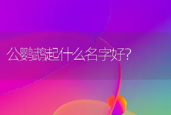 公鹦鹉起什么名字好？