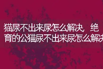 猫尿不出来尿怎么解决，绝育的公猫尿不出来尿怎么解决