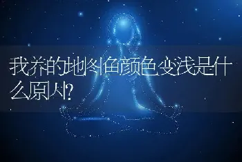 我养的地图鱼颜色变浅是什么原因？