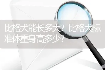 比格犬能长多大？比格犬标准体重身高多少？