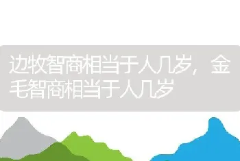 边牧智商相当于人几岁，金毛智商相当于人几岁