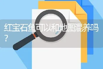 红宝石鱼可以和地图混养吗？