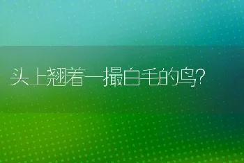 头上翘着一撮白毛的鸟？