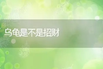 乌龟是不是招财