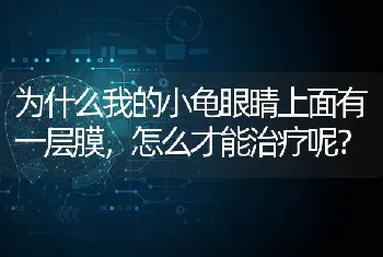 为什么我的小龟眼睛上面有一层膜，怎么才能治疗呢？