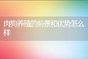 肉狗养殖的前景和优势怎么样