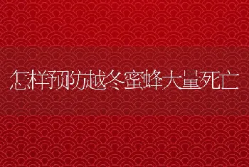 怎样预防越冬蜜蜂大量死亡