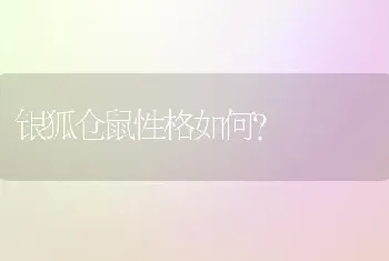 银狐仓鼠性格如何？