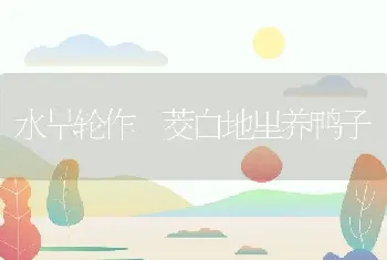 水旱轮作 茭白地里养鸭子