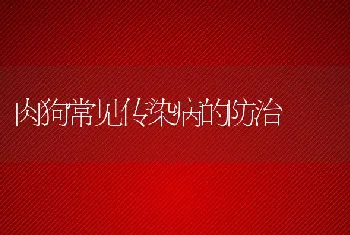 肉狗常见传染病的防治