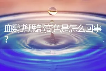 血鹦鹉腮部变色是怎么回事？