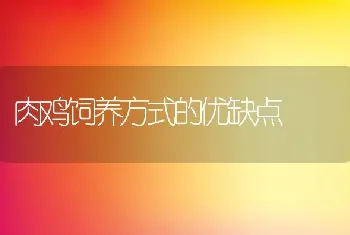 肉鸡饲养方式的优缺点