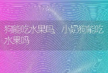 狗能吃水果吗，小奶狗能吃水果吗