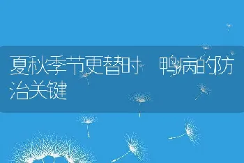 夏秋季节更替时鸭病的防治关键