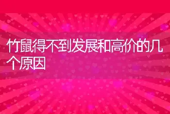 竹鼠得不到发展和高价的几个原因